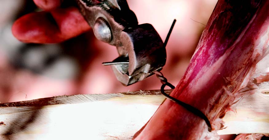 094_Lamm, Zicklein und Spanferkel am Spieß_02