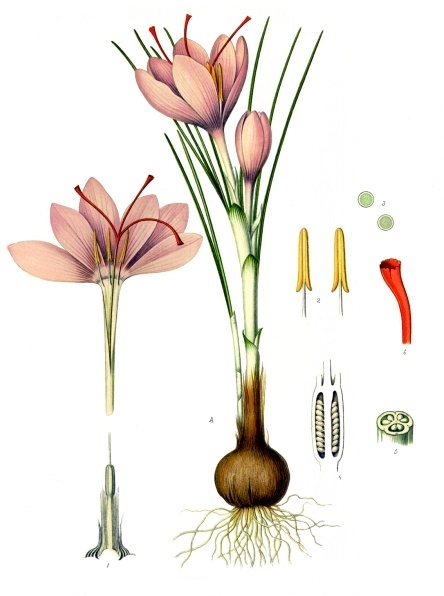 Crocus_sativus