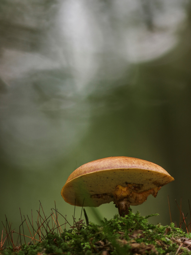 Goldgelber Lärchenröhrling 2s