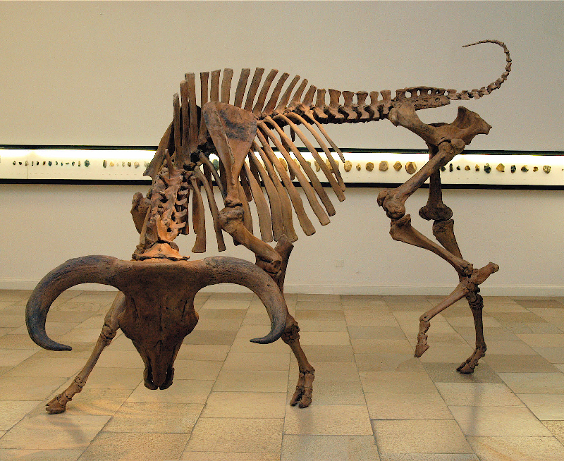 der-auereochs-s-23_abb-28