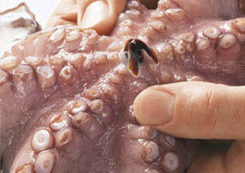 kraken-kuchenpraxis-16