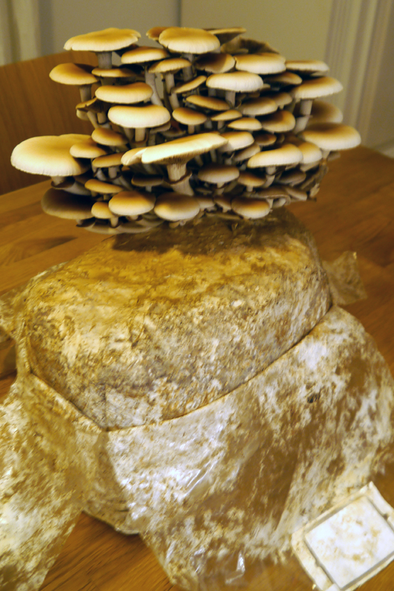 pioppino-pilzzuchtkultur-3