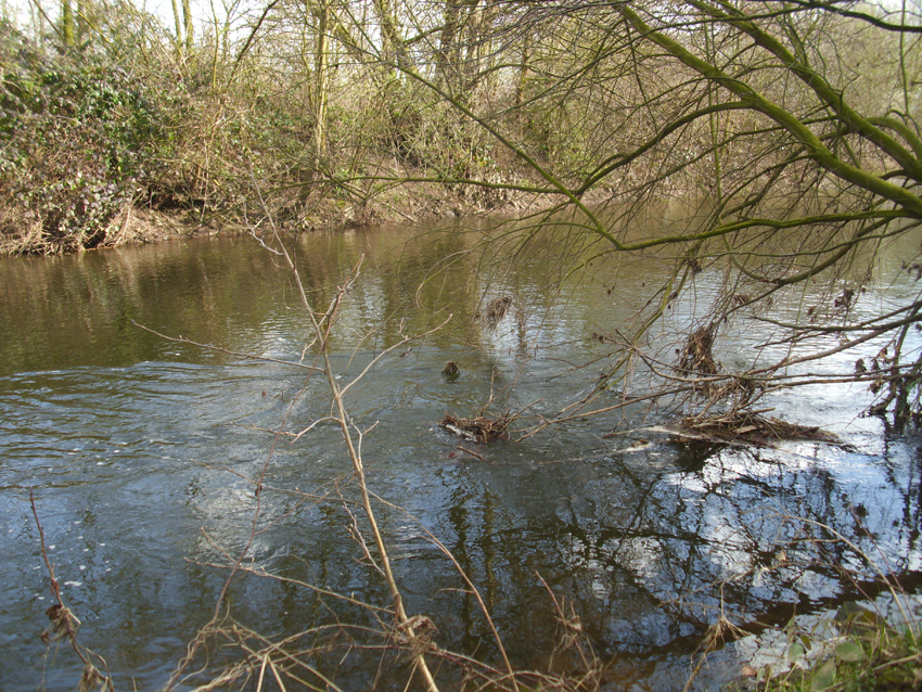 karauschen gewässer