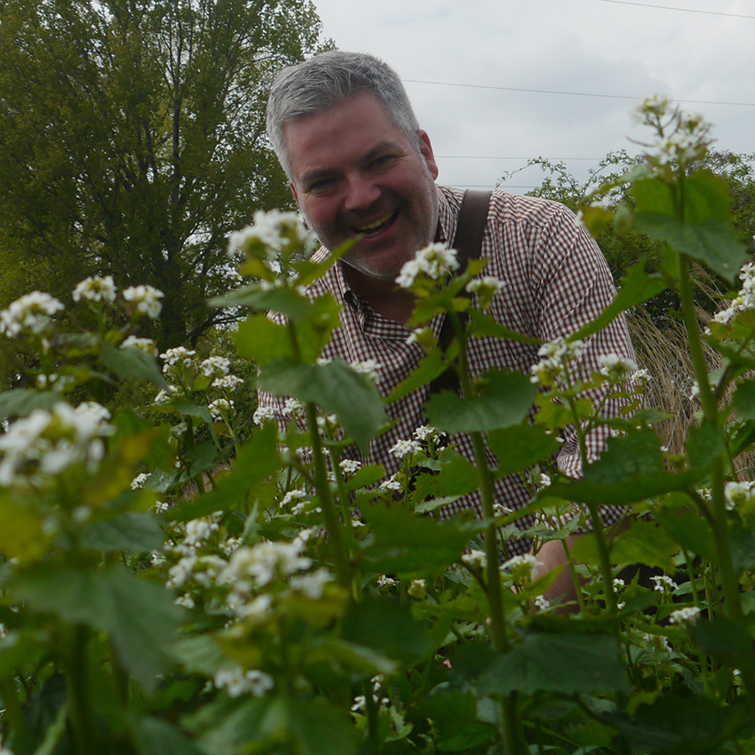 Knoblauchsrauke ernten