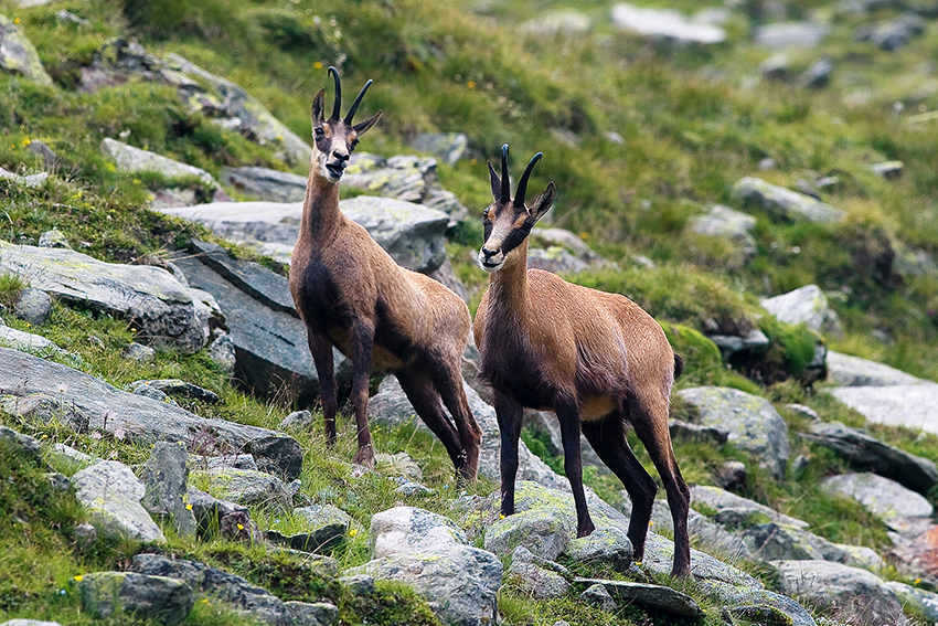 Gamswild im Sommer_124