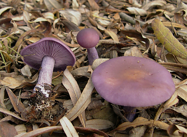 Lepista_nuda_cropped