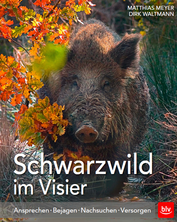 Schwarzwild im Visier