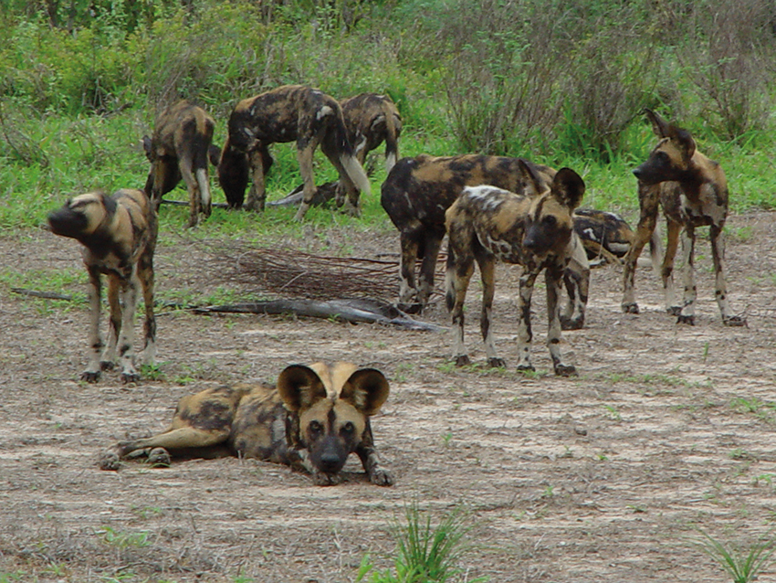 Afrikanische Wildhunde
