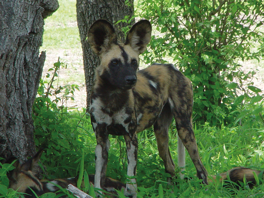 Afrikanischer Wildhund