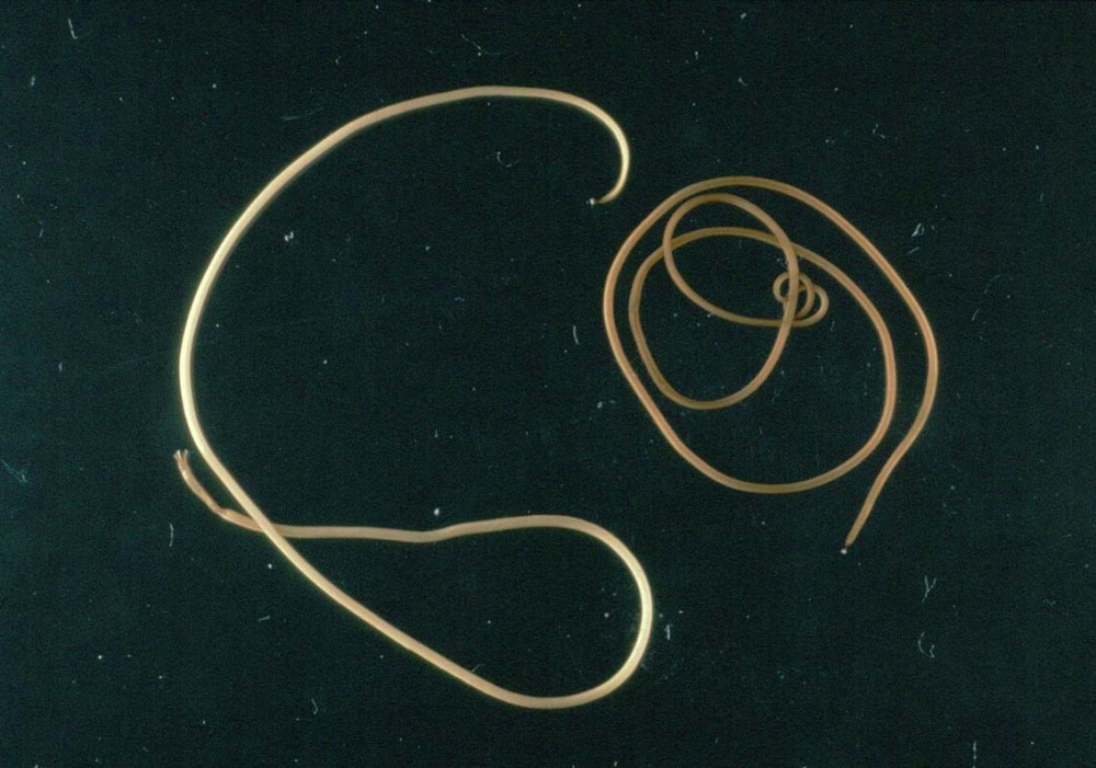 Paragordius_tricuspidatus