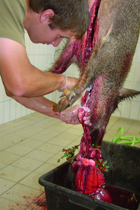 schwarzwild-_aufbrechen_13