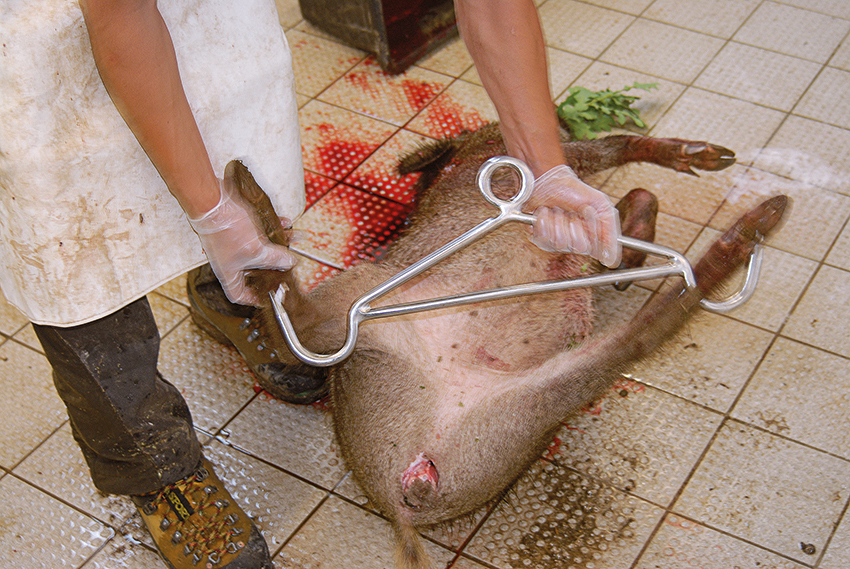 Schwarzwild-Aufbrechen_03