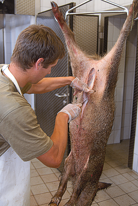 Schwarzwild-Aufbrechen_05