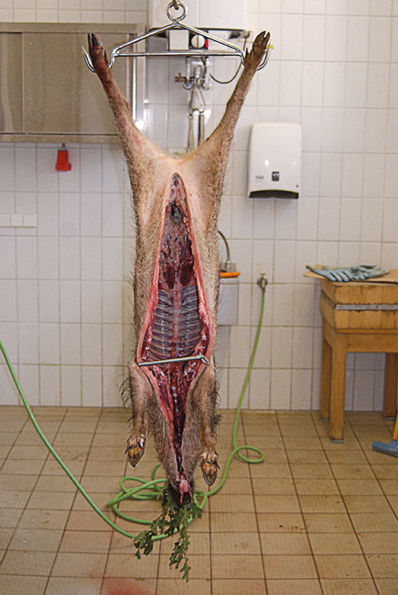 Schwarzwild-Aufbrechen_17