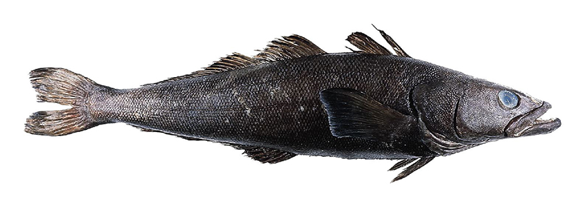 Toothfish