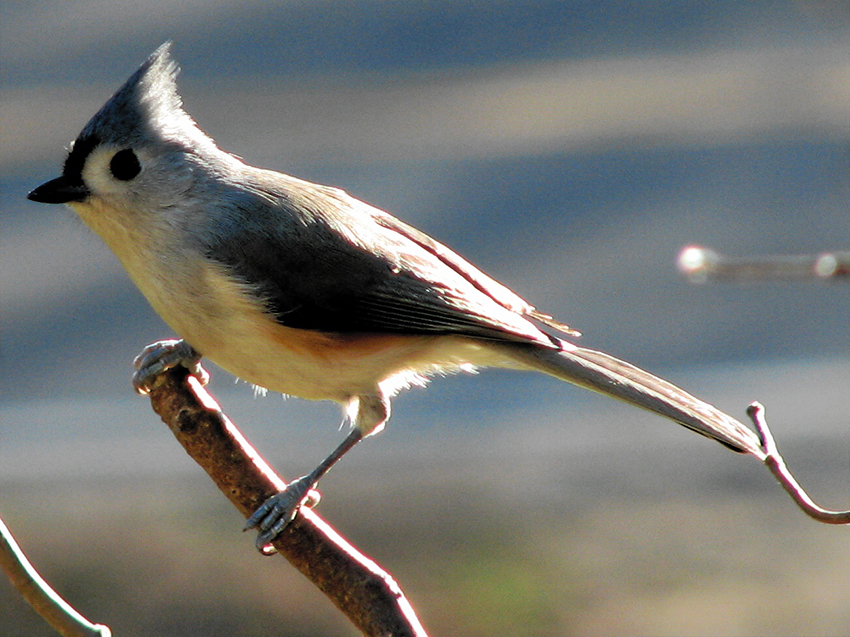 Tufted_titmouse_perching_2006-11-23