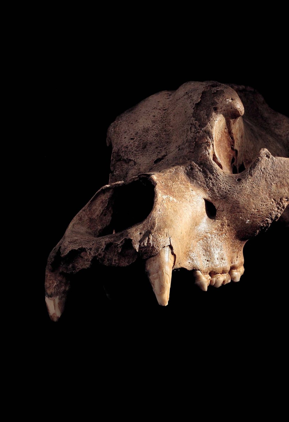 Bestiarium_Höhlenbär