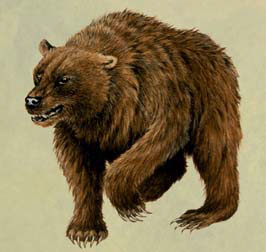 Bestiarium_Höhlenbär_klein