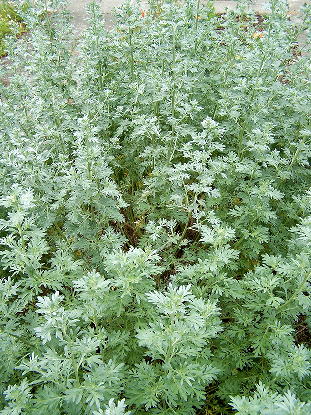 Artemisia_absinthium_001
