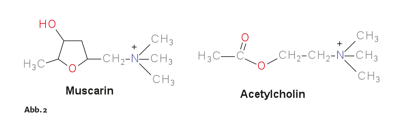 Guthmann, Heilende Pilze