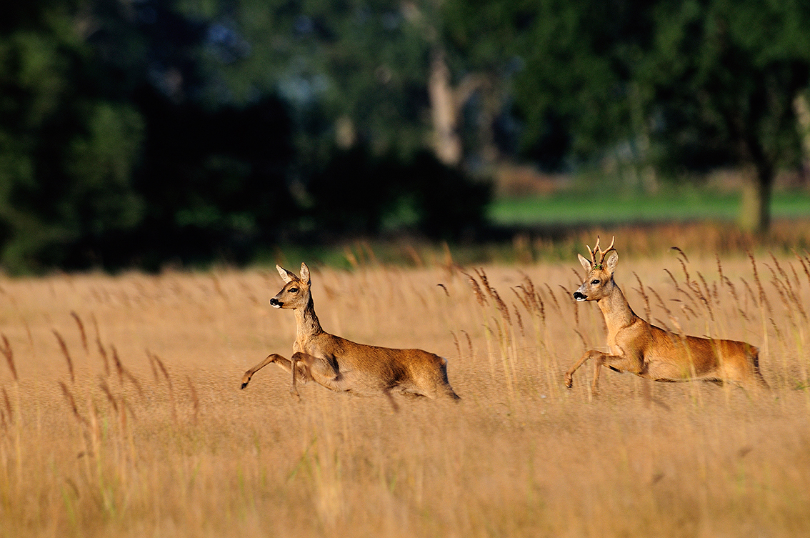 00_Rehwild_Bock_Ricke_Blattzeit_004_K-H Volkmar_Aug