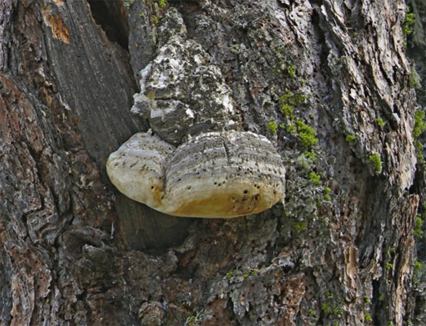 Guthmann, Heilende Pilze