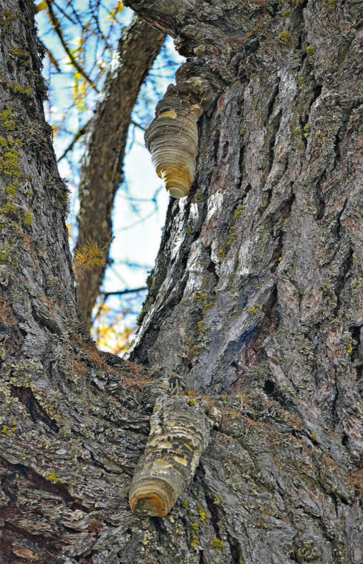 Guthmann, Heilende Pilze