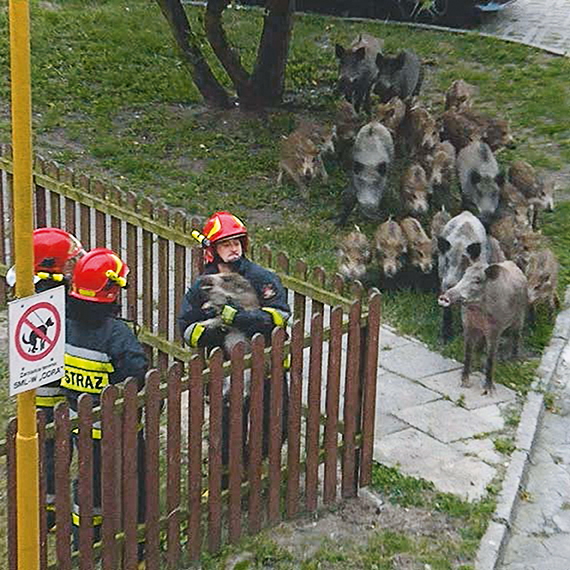 S._17_außen_Sauen_Polen.