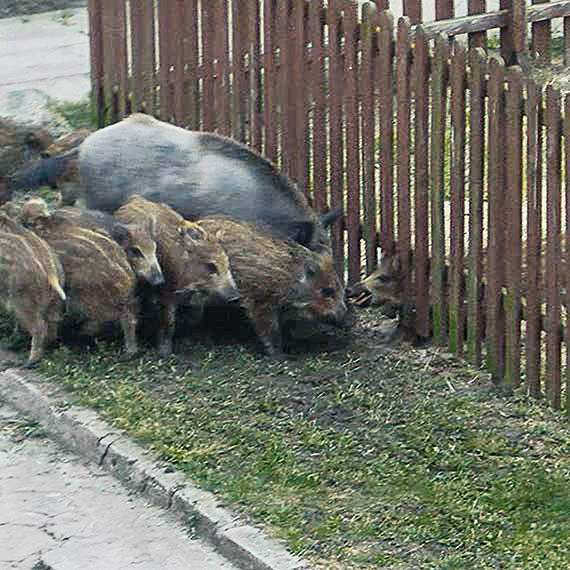 S._17_innen_Sauen_Polen.