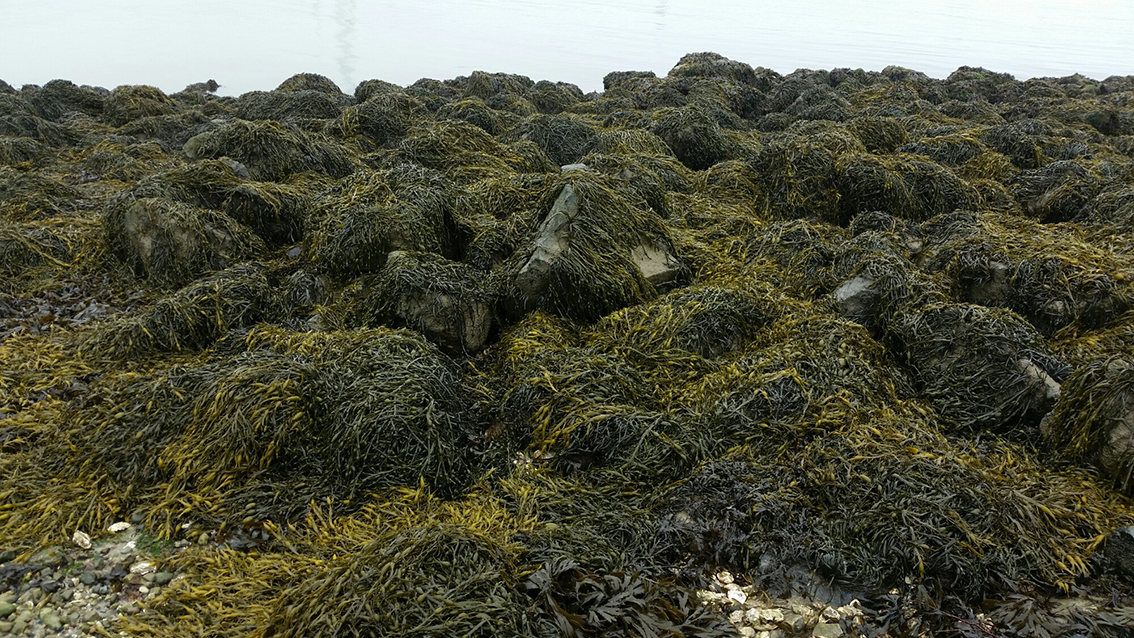 wpid-20150720_144314