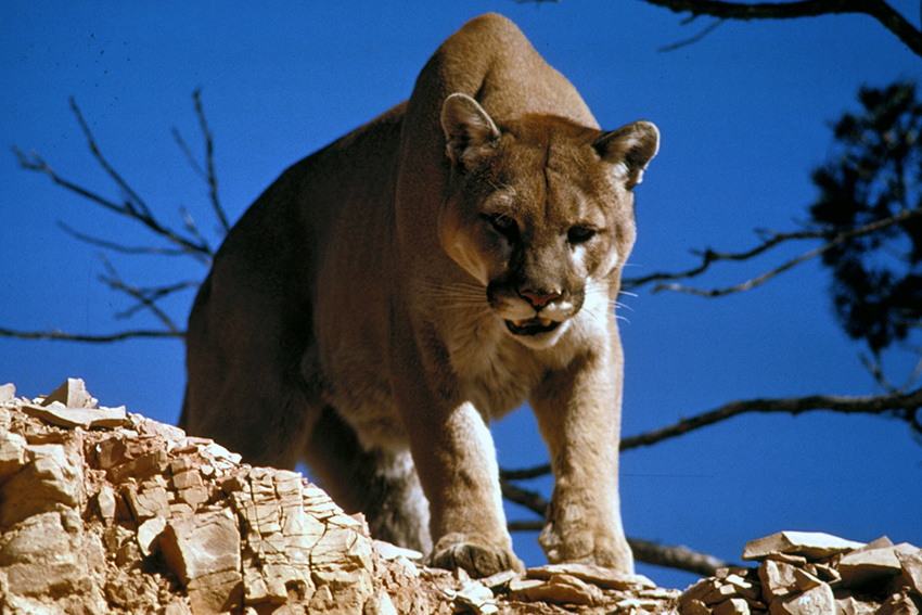 Mountain_Lion_in_Glacier_National_Park (1)