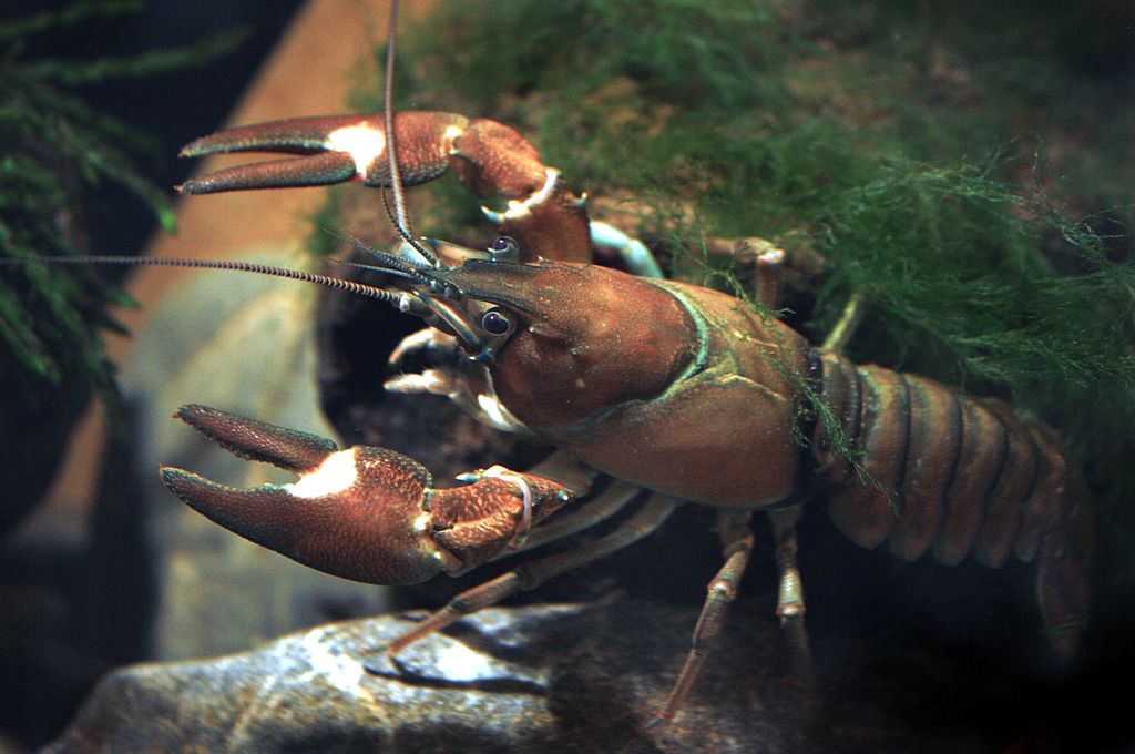 1024px-Signal_crayfish_female_Pacifastacus_leniusculus