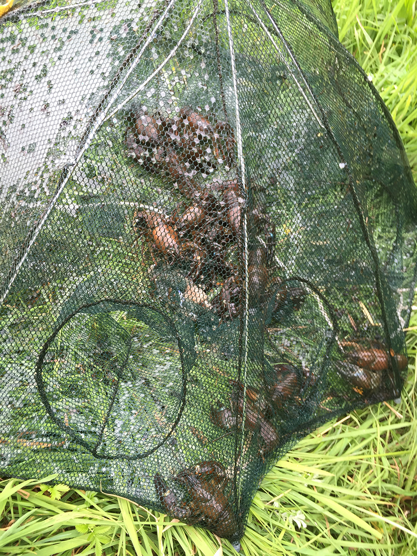 Flusskrebse fangen 04