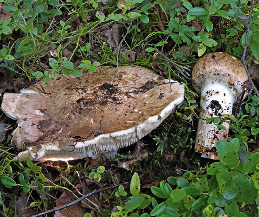 Guthmann, Heilende Pilze