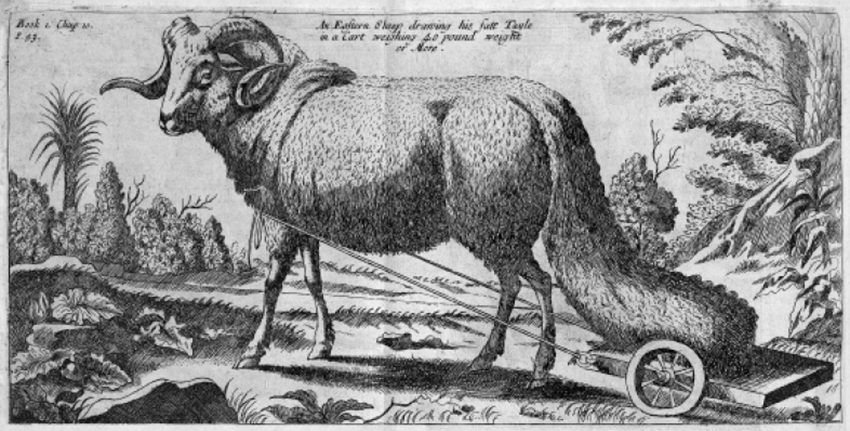Fettschwanzschaf 3.