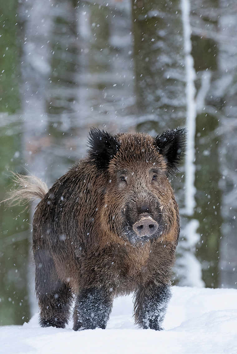 Wildschwein (Sus scrofa)