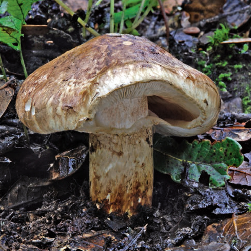 Guthmann, Heilende Pilze