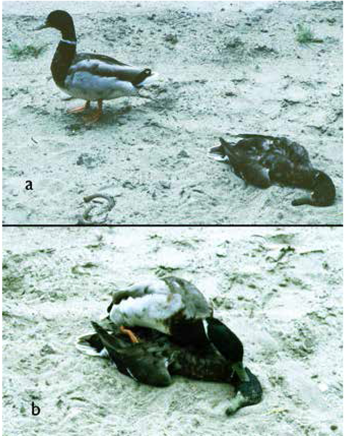 Nekrophiler Erpel - Moeliker.