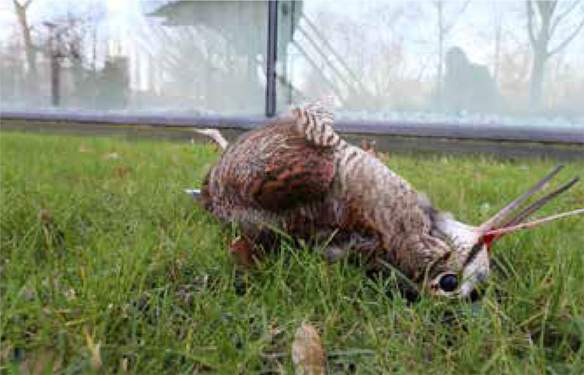 Waldschnepfe Fensterscheibe Moeliker