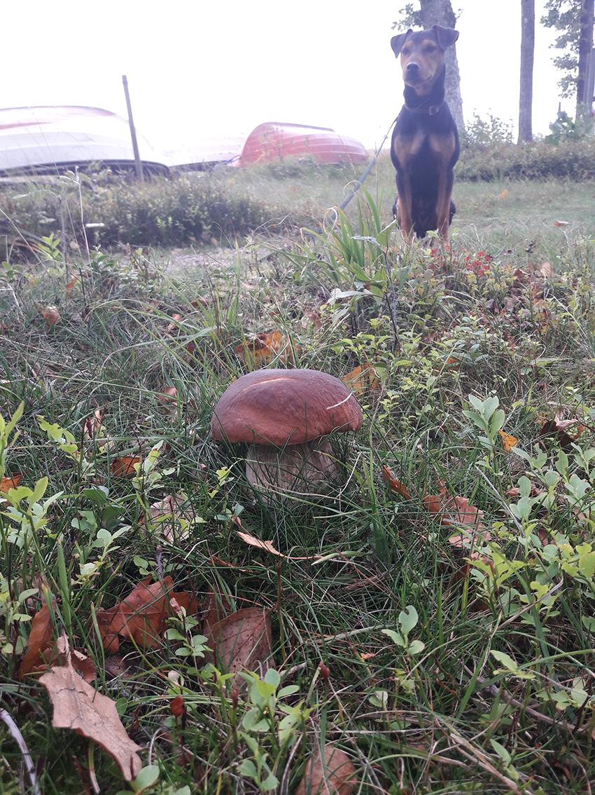 wildes pastrami_659_resized