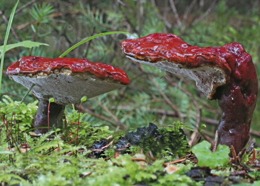 Guthmann, Heilende Pilze