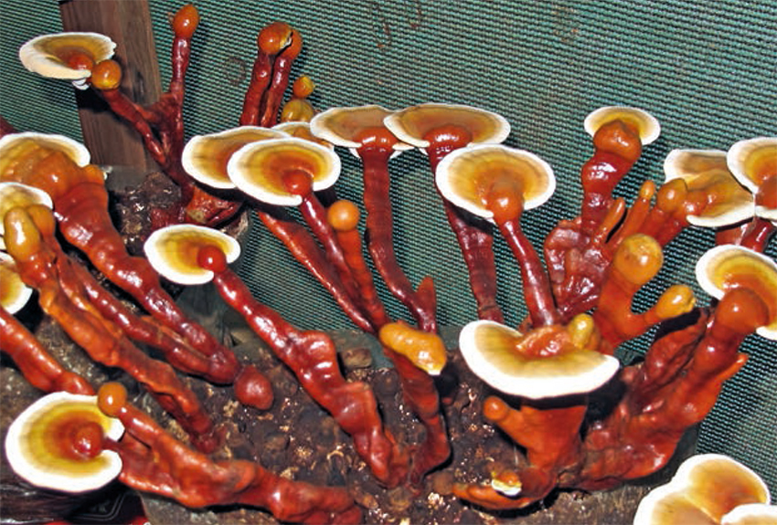 Guthmann, Heilende Pilze