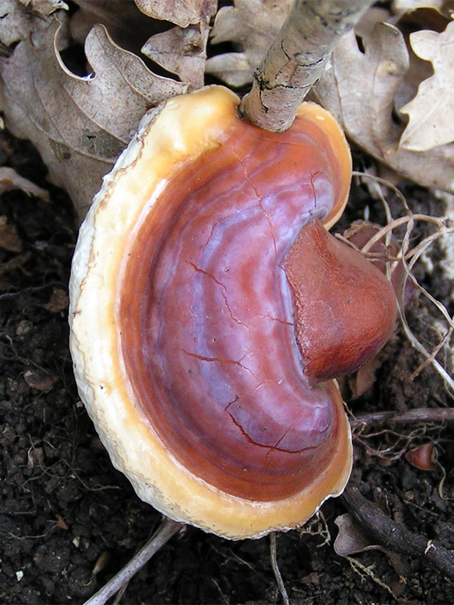 Ganoderma_lucidum_01