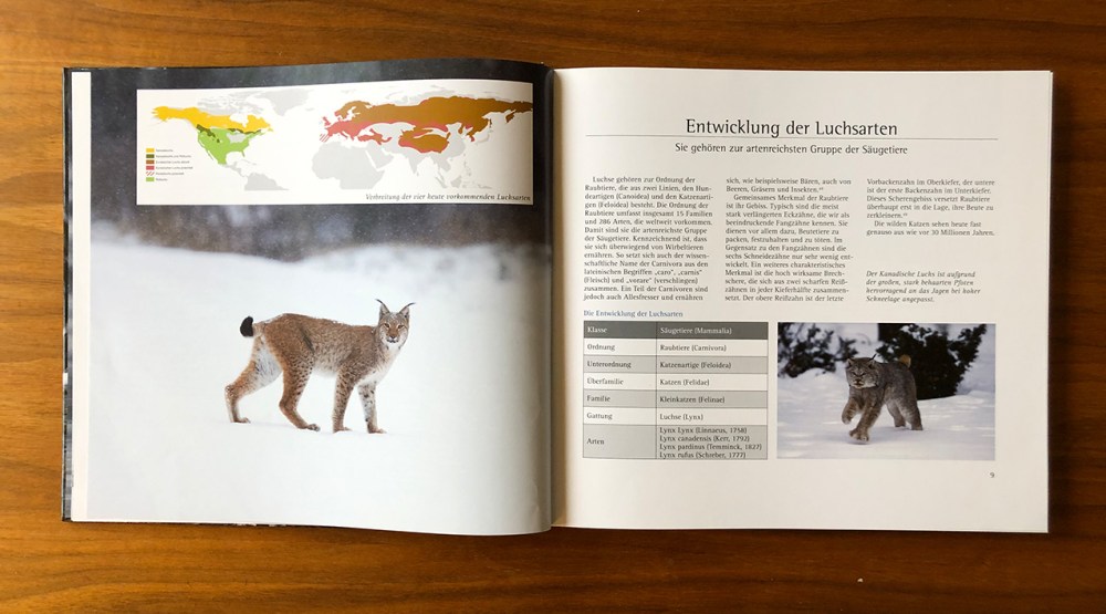 der luchs pinselohr_0156