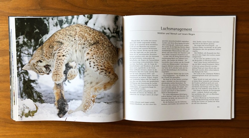 der luchs pinselohr_0160