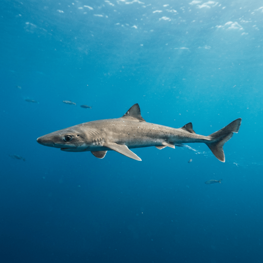 Smoothhound shark swimming sideways underwater with small fish in background